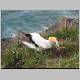 Gannet Colony 085.jpg